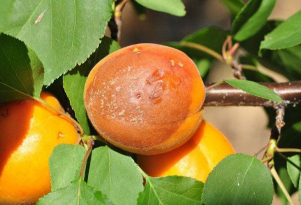 Болезни абрикоса и борьба с ними